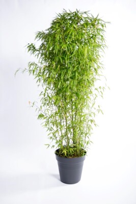 Bamboe h300